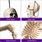 Halloween Skeleton Decorations Small for Kids: 16 Inch Posable Skeletons for Haunted House Party Indoor Decorations - Plastic Skeletons Spooky for Outdoor Graveyard Tree Porch Hanging